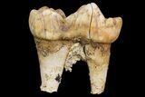 Cave Bear (Ursus) Fossil Tooth - L'Herm, France #154866-2